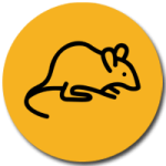 خدمة ابادة الفئران