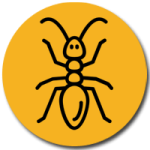 خدمة ابادة النمل